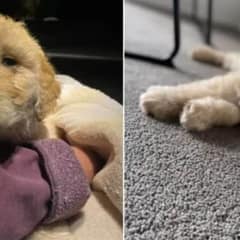 Vet Steps In To Save An Almost Euthanized Puppy Due To A Birth Defect