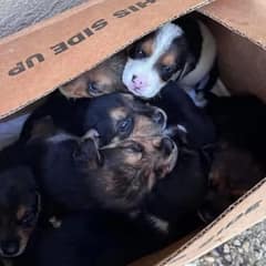 Woman Rescues 7 Puppies Found Inside A Box Covered With A Water Hose After Hearing Their Cries