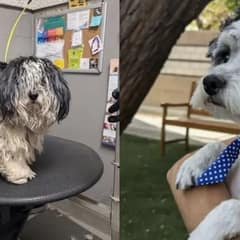 Scared Stray Dog Transformed Into The Cutest Boy After A Life-Changing Grooming Session