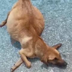 Dog with Swollen Belly Thrown from Truck Finally Gets Her Happy Ending