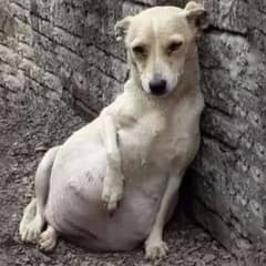 Heartwarming Rescue Of An Abandoned Pregnant Dog And Her New Beginning