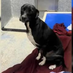 Sweet Dog Returned To Shelter Four Times, Now Searching For A Forever Home