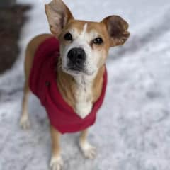A Happy Ending for Cleto’s 10-Year Journey from Neglect to Love