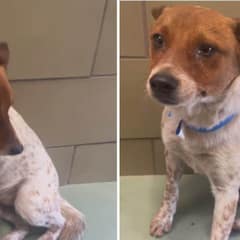 Adopted and Loved: Harvey’s Journey to His Forever Home!