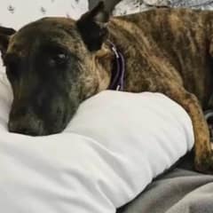 Dad Bursts Into Tears as He Gets to Keep His Foster Dog Forever