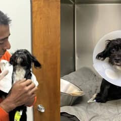 ‘Miracle’ Pup Reunited With Dad After Weeks in the Hospital