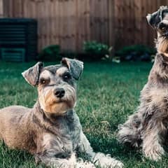 9 Reasons Why Schnauzers Might Not Be The Perfect Pet For Everyone