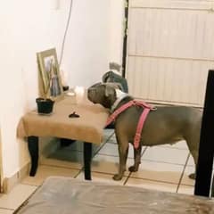 Heartbroken Dog Won’t Stop Staring At Photo Of The Best Friend She Lost