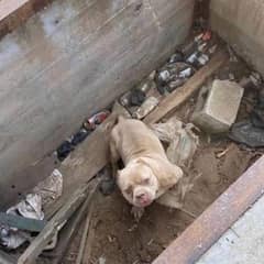 Say-Eye Dog Trapped in Cement Hole Finally Rescued, Finds His Perfect Family