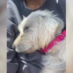 Kind Woman Rescues Pregnant Dog Who Came Running To Her, Changing Their Lives Forever