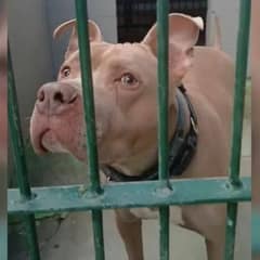 Pup Who Keeps Getting Returned To Shelter Has No Idea Why Nobody Likes Him