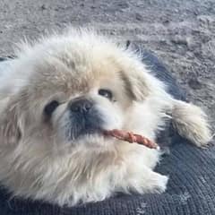 Chained Dog Was Guarding A Warehouse While Dreaming Of Love And Warm Hugs