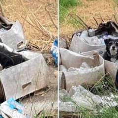 Senior Dog Wakes Up In Empty Box And Realizes His Family Moved Without Him