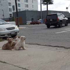 Trio Of Abandoned Pups Guard Each Other For Days While Waiting For Help