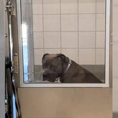 Lonely Shelter Pup Found Joy After Rescuers Gave Her A Chance To Shine