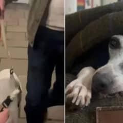Dog Who Spent 6 Years In A Cage Finds Freedom And Happiness In Her New Life