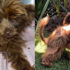 Weak Little Pup Found Abandoned in a Box Gets a Second Chance at Life