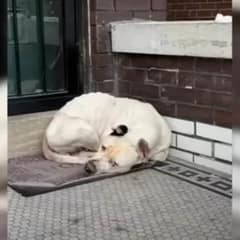 Rescuers Find Shivering Pup Hiding on Porch, Now Living the Comfy Life She Deserves