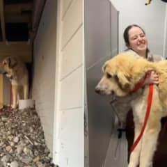 Woman Unexpectedly Brings Home A Big Puppy From Shelter Instead Of Groceries