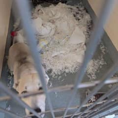 Shelter Employee Walks Past Dog’s Kennel And Can’t Believe Her Eyes 