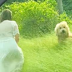 Family Rescues Abandoned Dog On Highway And Gives Him A Forever Home