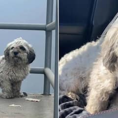 Shaggy Dog Left Tied To Fence In The Sweltering Heat Found Her Hero