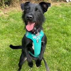 Dog Dropped At Vet To Be Put Down Because ‘He Barked’ Saved Just In Time Meets His New Family