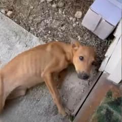 Starving Dog Finds Hope When She Meets A Kind Woman On Vacation, Now Lives The Happiest Life