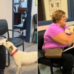 Shelter Dog’s Heartwarming Moment When She Senses She’s Going Home With Her New Mom