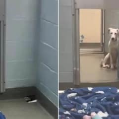 Lonely Puppy Fights Through Fear and Finds a Loving Home After Heartwarming Rescue