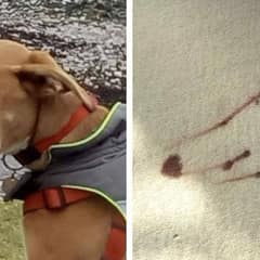 Puppy Steals Permanent Marker And Surprises His Mom With A Perfect Self-Portrait