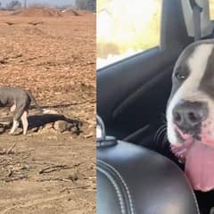 Volunteer Finds Dog With Swollen Head, Rushes Him To Safety For A Second Chance