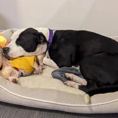 Two Dogs From Different Worlds Find Comfort In Each Other And A Loving Forever Home