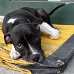 Abandoned Pup Waited 11 Hours Outside Shelter With Hope-Filled Eyes, Finally Found His Forever Home
