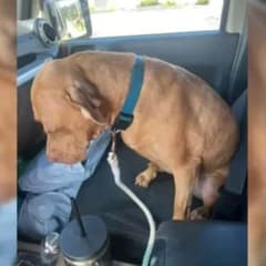 Heartbroken Dog Who Didn’t Want To Return To The Shelter Gets A Happy Ending