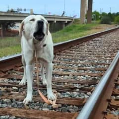 Dog Tied to Train Tracks Rescued Just in Time Now Lives His Best Life In A Forever Home