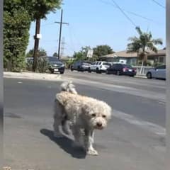 Two Stray Dogs Who Faced Hardships On The Streets Finally Find Hope And A New Beginning