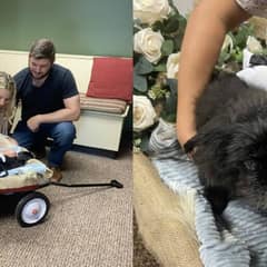 Couple Holds Last-Minute Wedding at Vet’s Office So Their Beloved Dog Can Attend One Last Time
