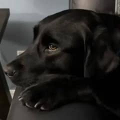 Dog Waited A Long Time For A Playdate With His Furry Neighbor But It Was A Big Disappointment