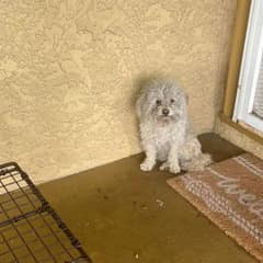 Homeless Pup Scratches Doors Hoping for Love and A Forever Home
