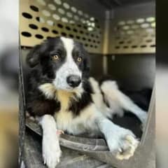 Abandoned Dog’s Adoption Takes an Unexpected Turn When X-Ray Reveals a Shocking Secret