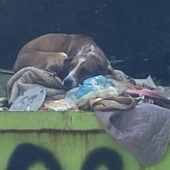 Dog Thrown In Dumpster After Peeing Indoors Now Lives The Happiest Life