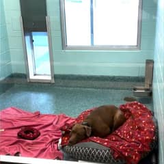 After 1,500 Days of Waiting, Shyla Longs for a Home Where She Can Finally Rest