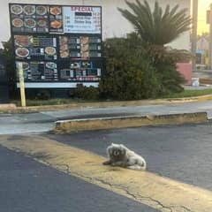 Drive-Thru Customers Ignore Dog Sleeping Under Menu For Months On End