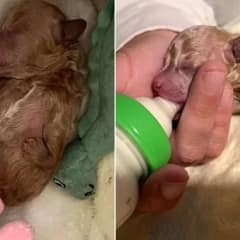 Abandoned Puppy With Deformed Leg Finds Love And Happiness In A New Family