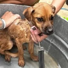 Woman Rescues Abandoned Pup Tied To A Wall, Gives Her A New Life And A Forever Home
