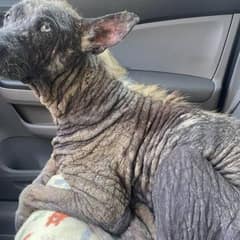 Stray Dog Who Turned To ‘Stone’ Transforms Into A Fluffy Husky In Weeks