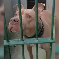 Lonely Pup Keeps Getting Returned To Shelter, Still Waiting For His Forever Home