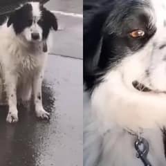 Abandoned Dog Waits in the Rain For His Owners Until a Kind Woman Rescues Him