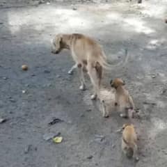 Malnourished Mama Dog Struggled to Feed Her Puppies, But Hope Arrived Just in Time